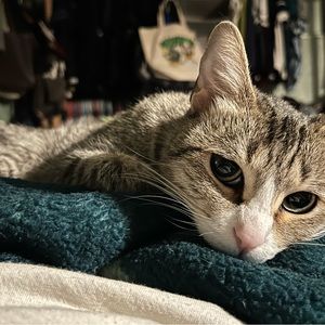 Meet your Posher, Rochele